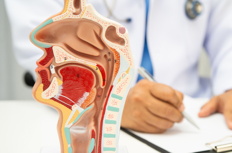 Visuel article Partenariat ORL Centre Hospitalier Robert Boulin et Clinique Chirurgicale du Libournais